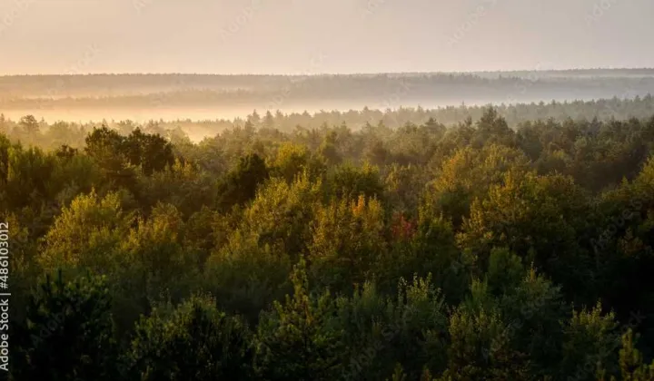 Działka leśna Holendry