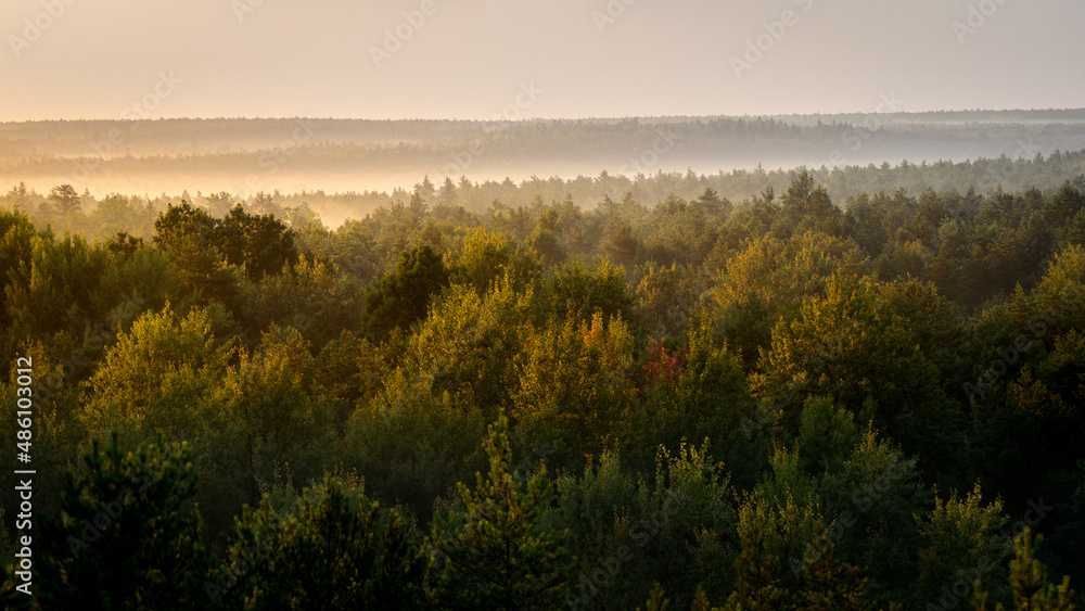 Działka leśna Holendry. Zdjęcie 1