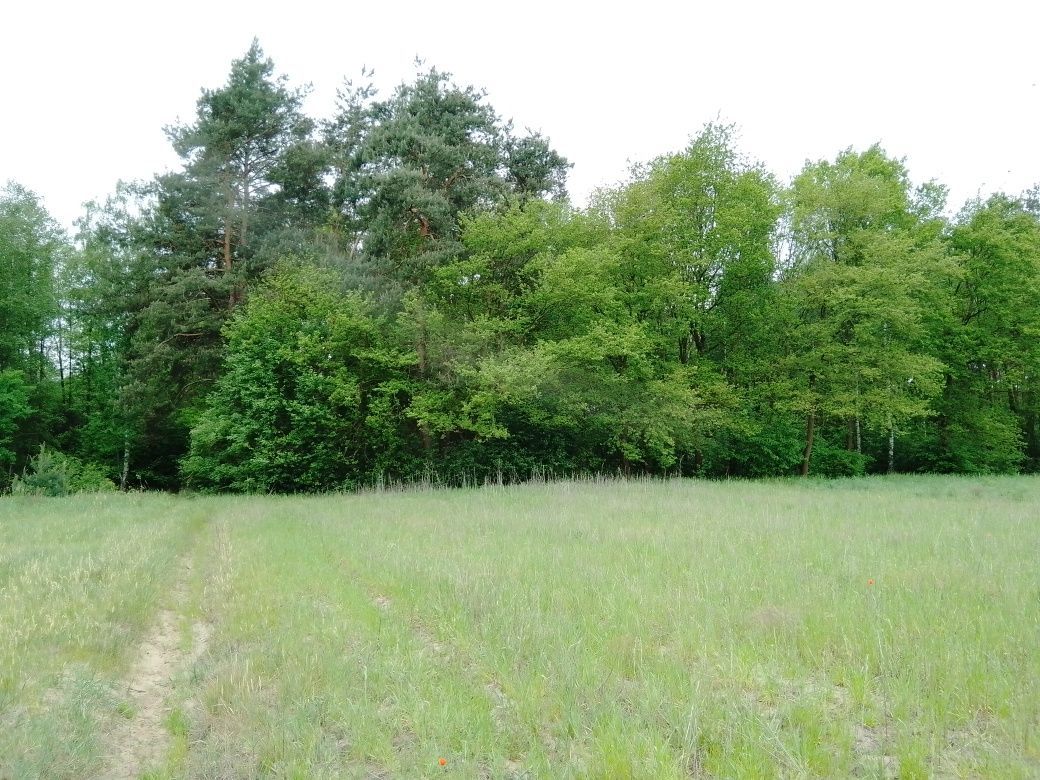 Działka rolno-budowlana Zofia. Zdjęcie 3