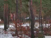 Działka leśna Marynino. Zdjęcie 4