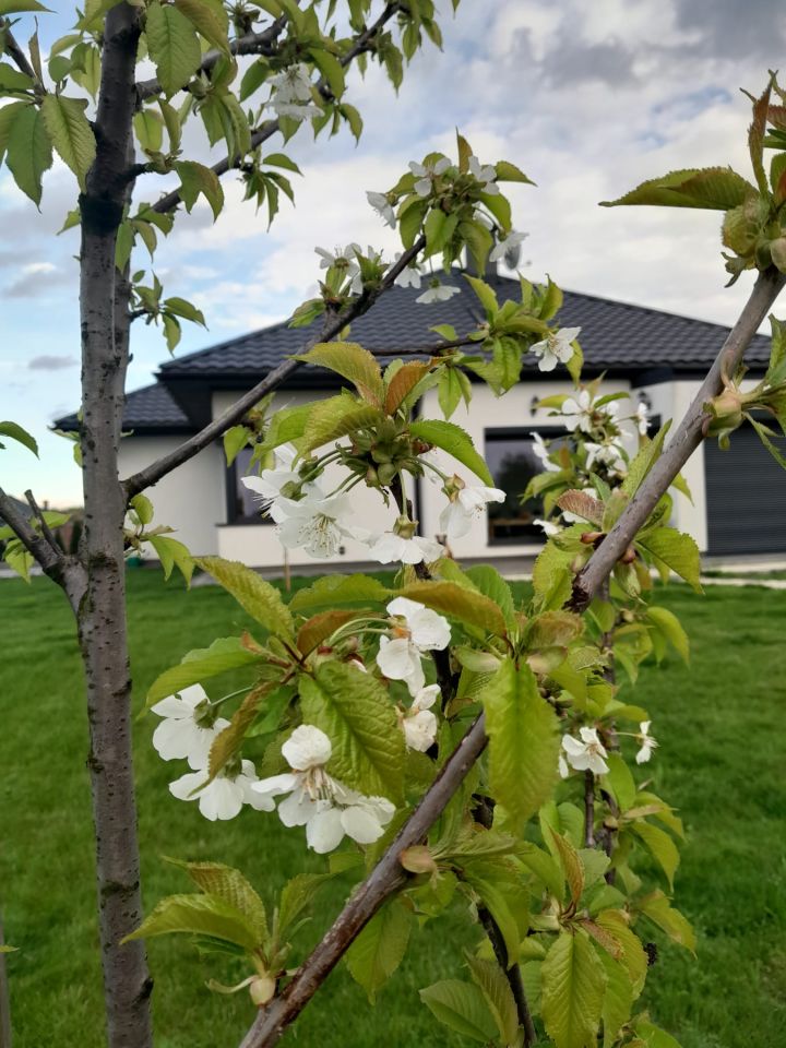 dom wolnostojący, 6 pokoi Łańcut, ul. Józefa Piłsudskiego. Zdjęcie 12