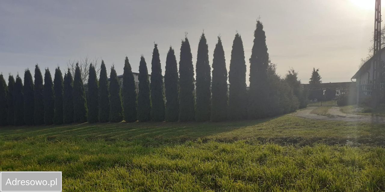 siedlisko Taszewskie Pole. Zdjęcie 14