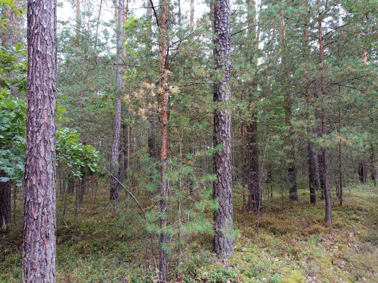 Działka leśna Korczów. Zdjęcie 3