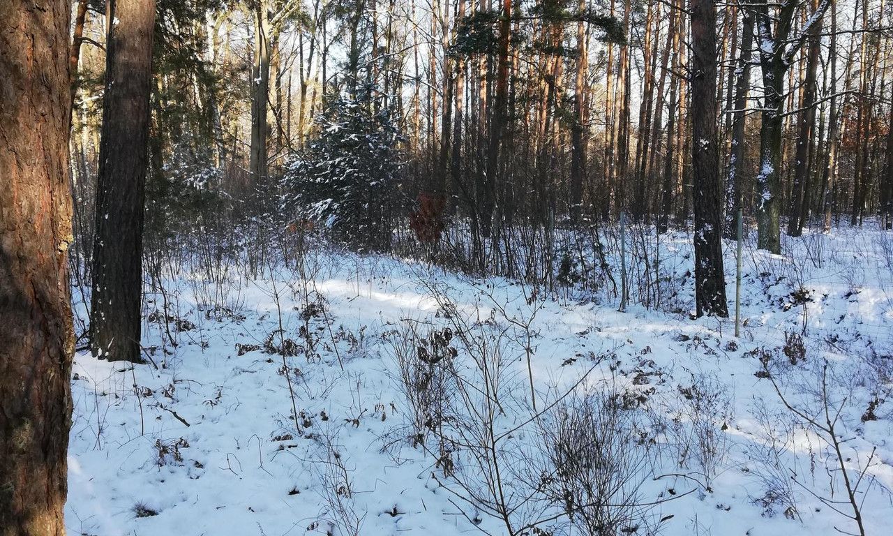 Działka leśna Pogorzel, ul. Brzozowa