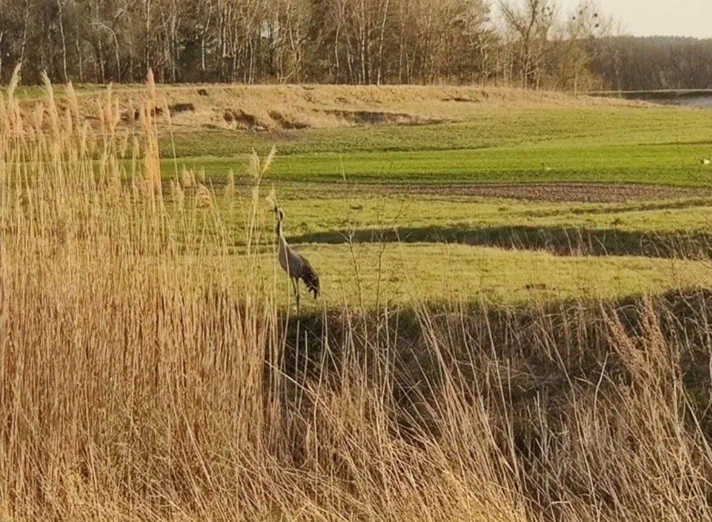 Działka budowlana Drzewce. Zdjęcie 7