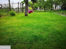 Działka rod Wrocław Psie Pole, ul. Kątowa. Zdjęcie 4