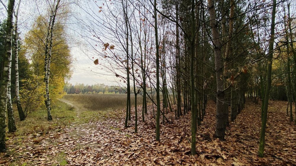 Działka rolna Adamów. Zdjęcie 5