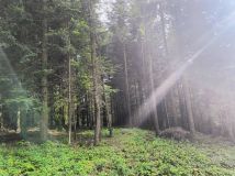 Działka leśna Smerekowiec. Zdjęcie 1