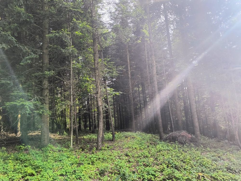 Działka leśna Smerekowiec. Zdjęcie 2