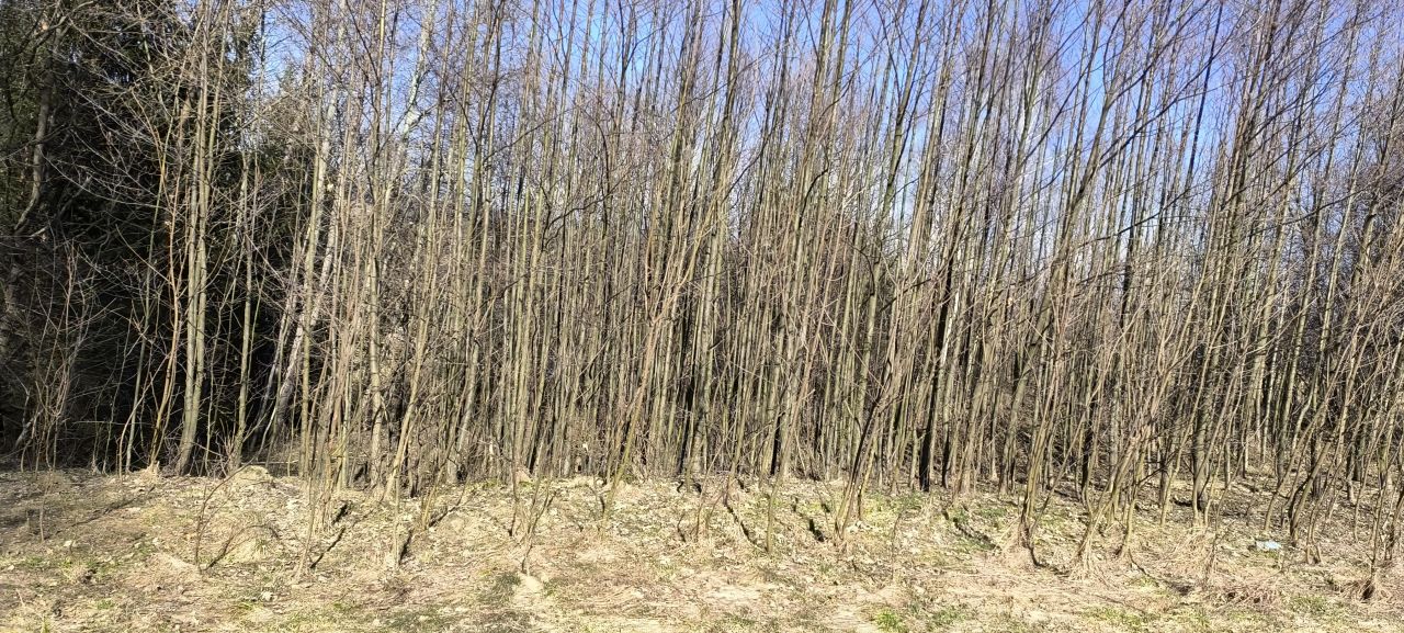 Działka rolno-budowlana Białka. Zdjęcie 9