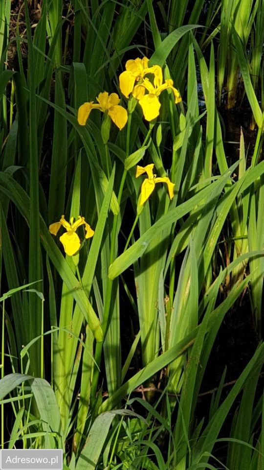 Działka rod Bielsko-Biała Kamienica. Zdjęcie 7