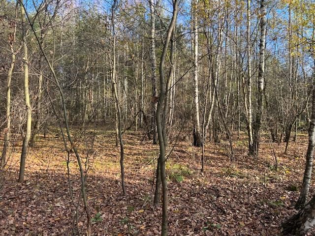 Działka leśna Stara Huta. Zdjęcie 10