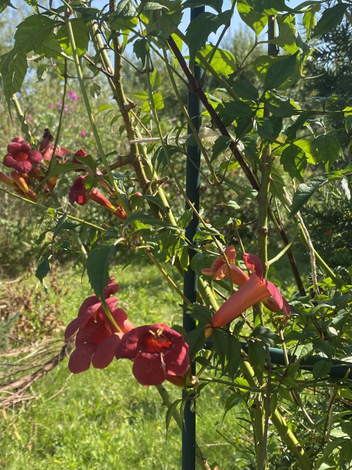 Działka rod Gdynia Mały Kack, ul. Grodnieńska. Zdjęcie 26