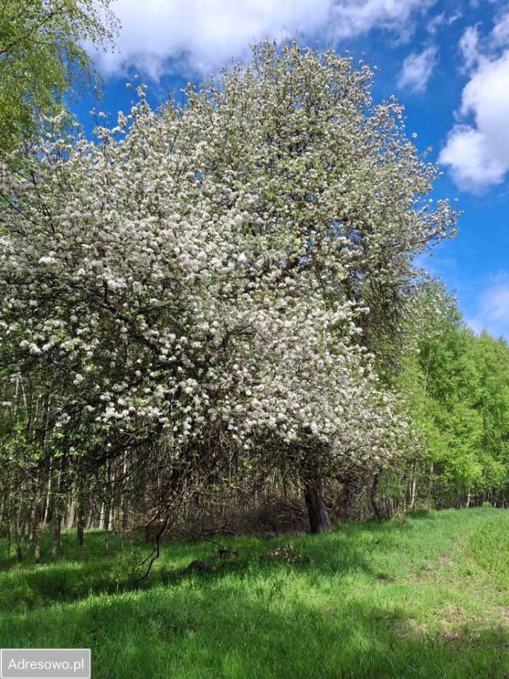 Działka budowlana Soszyce. Zdjęcie 5