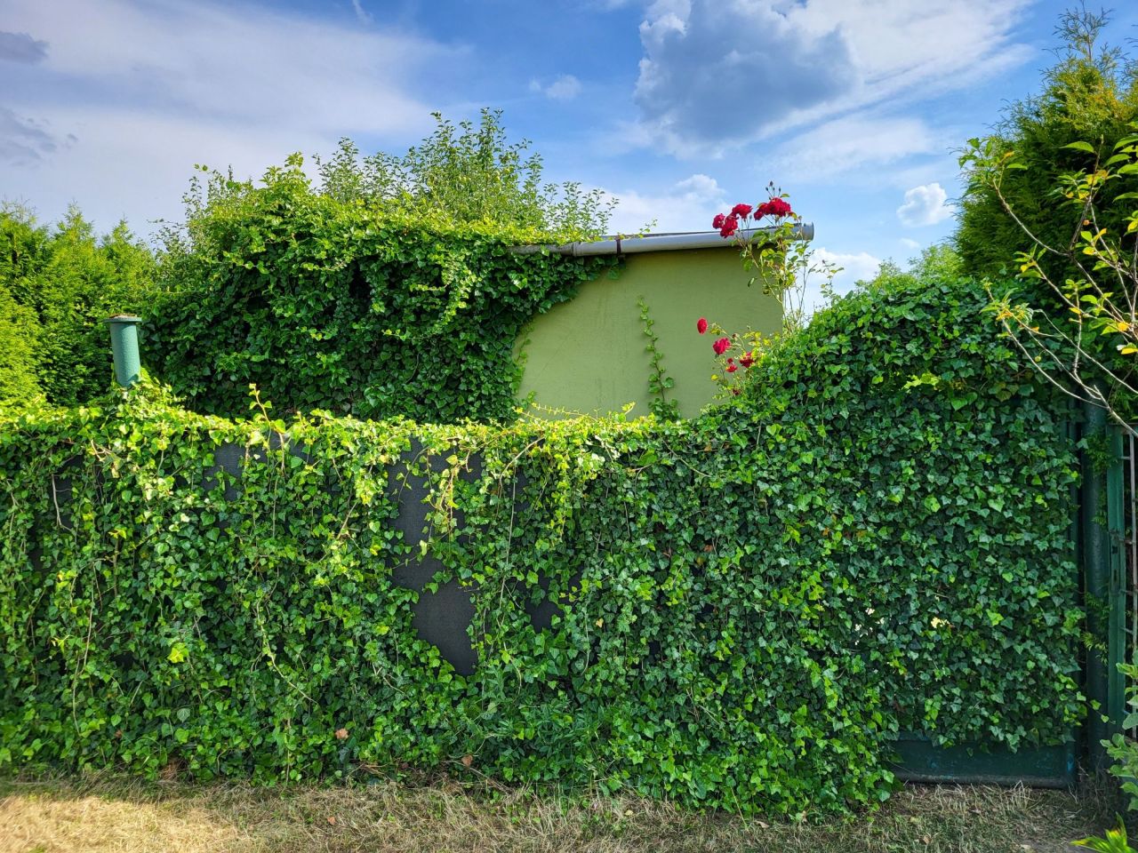 Działka rekreacyjna Lubin, ul. Ścinawska. Zdjęcie 7