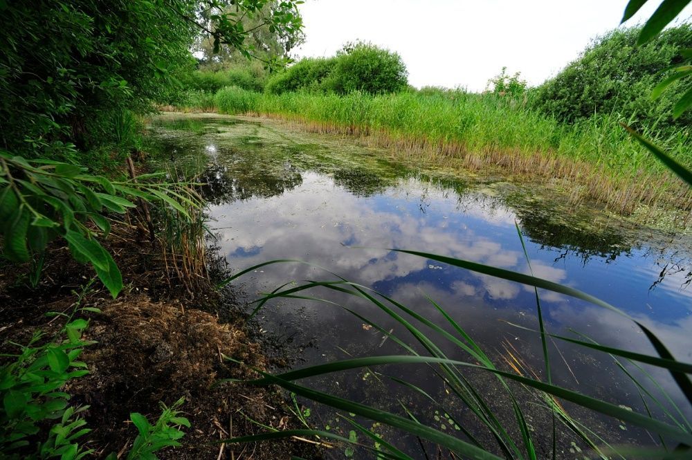 Działka rolna Renice. Zdjęcie 3