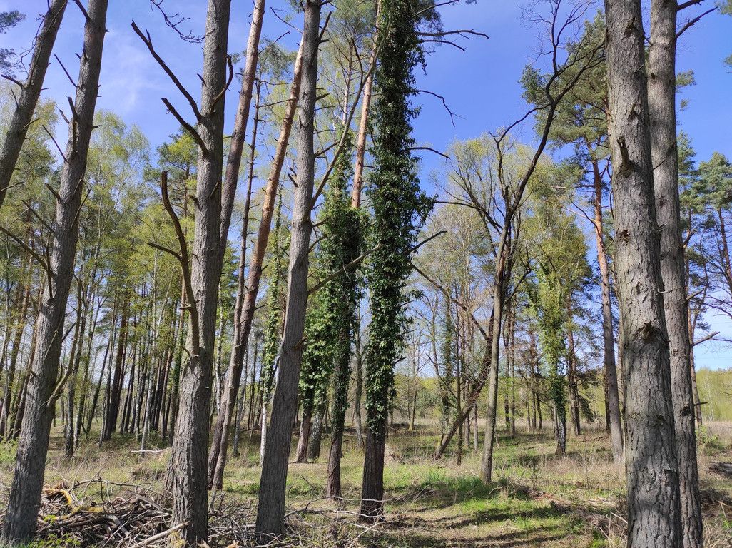 Działka budowlana Chomino. Zdjęcie 6