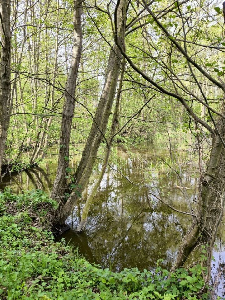 Działka rolna Wydorowo. Zdjęcie 4