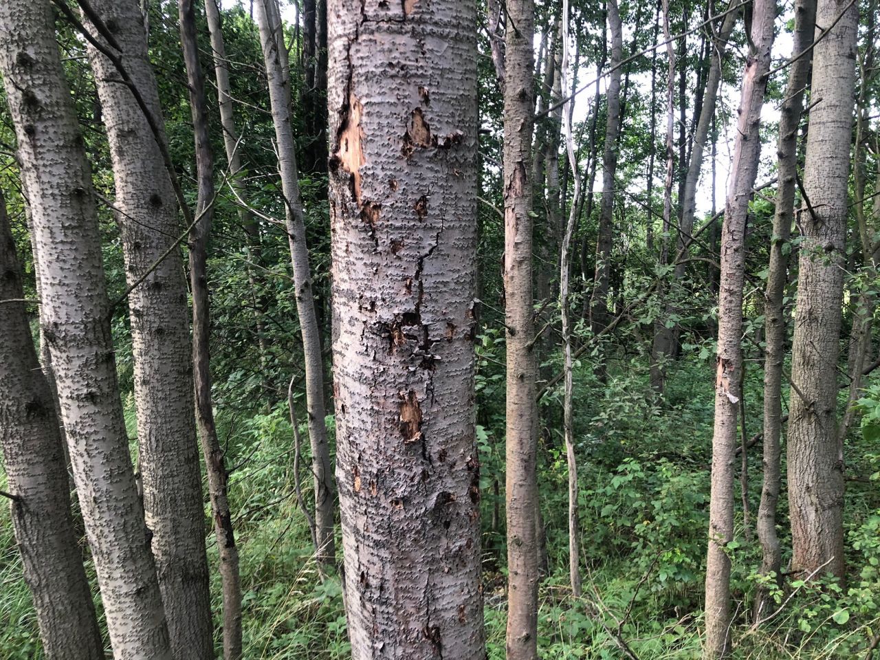 Działka budowlana Regulice, ul. Sportowców. Zdjęcie 7