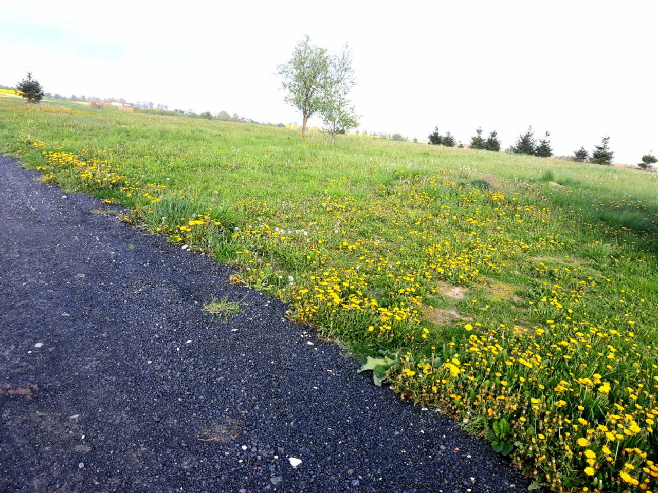 Działka rolno-budowlana Gruta. Zdjęcie 8