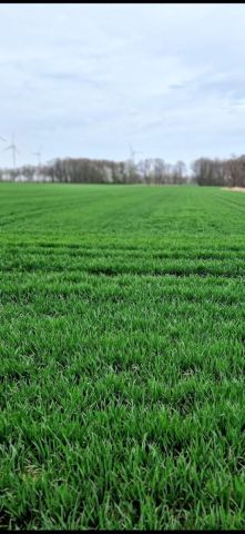 Działka siedliskowa Nowa Wieś Złotoryjska. Zdjęcie 17