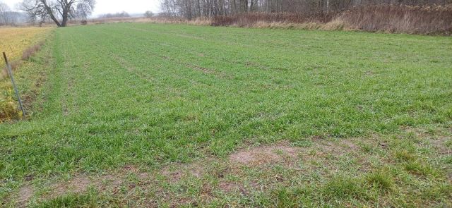 Działka rolna Prusak. Zdjęcie 1