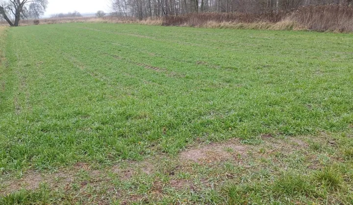 Działka rolna Prusak