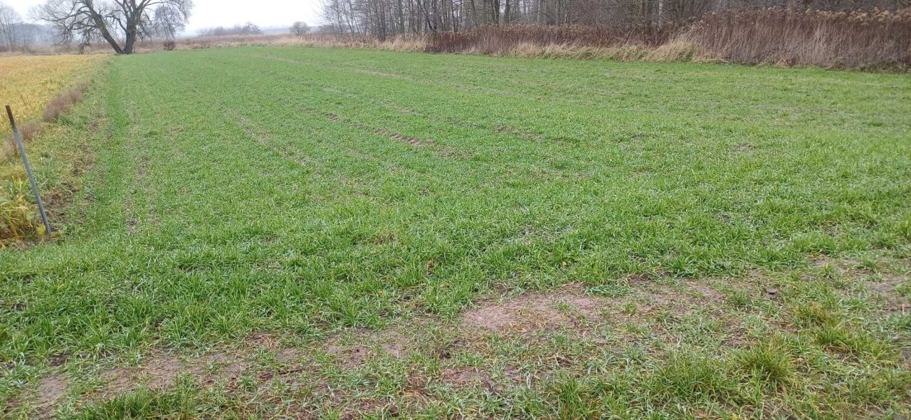 Działka rolna Prusak. Zdjęcie 1