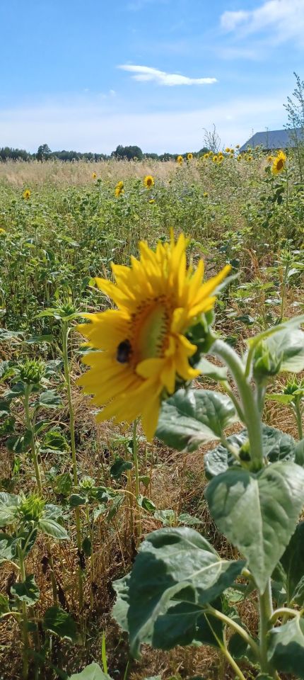 Działka budowlana Orzechów-Kolonia. Zdjęcie 2