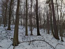 Działka leśna Drohobyczka Bircza. Zdjęcie 2