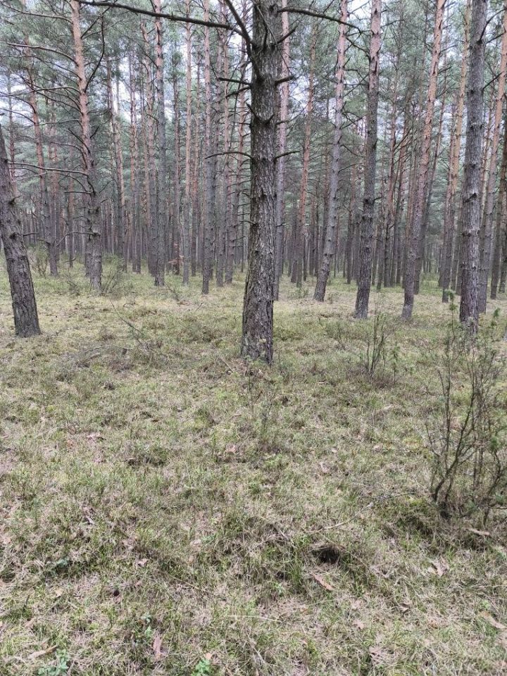 Działka leśna Kotowice. Zdjęcie 6