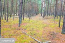 Działka leśna Zielona Chocina. Zdjęcie 4