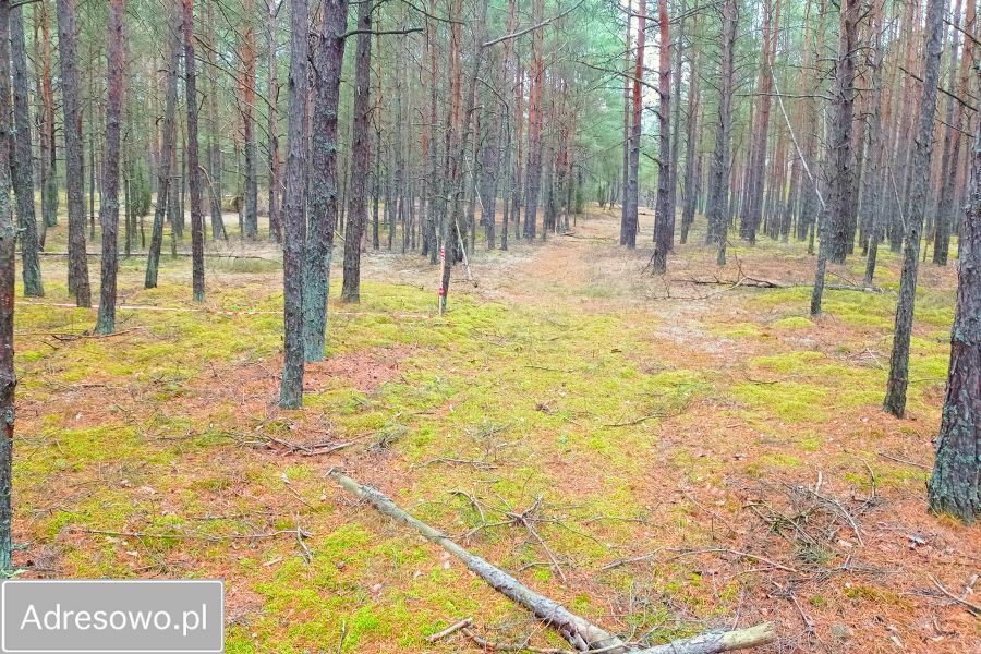 Działka leśna Zielona Chocina. Zdjęcie 5