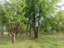 Działka budowlana Wola Rafałowska, ul. Dębowa. Zdjęcie 1