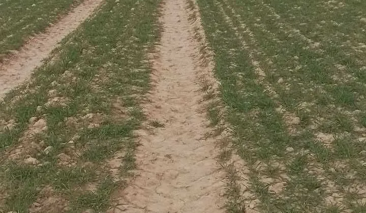 Działka rolna Koszelew