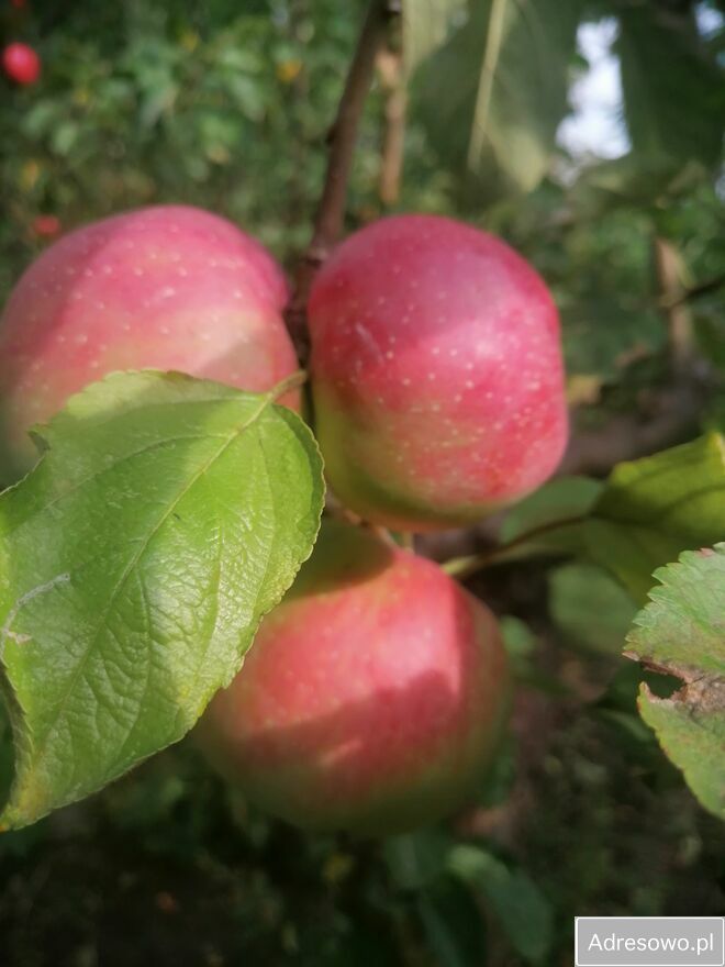 Działka rod Warszawa Mokotów, ul. Racławicka. Zdjęcie 5