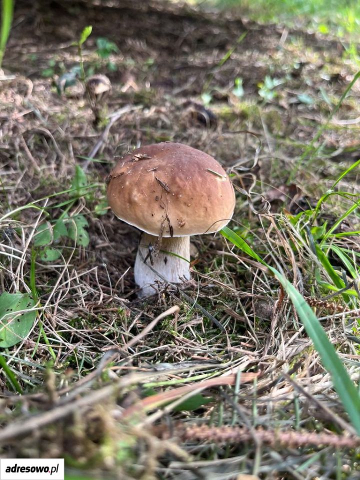 Działka budowlana Głowno, ul. 11 Listopada. Zdjęcie 17