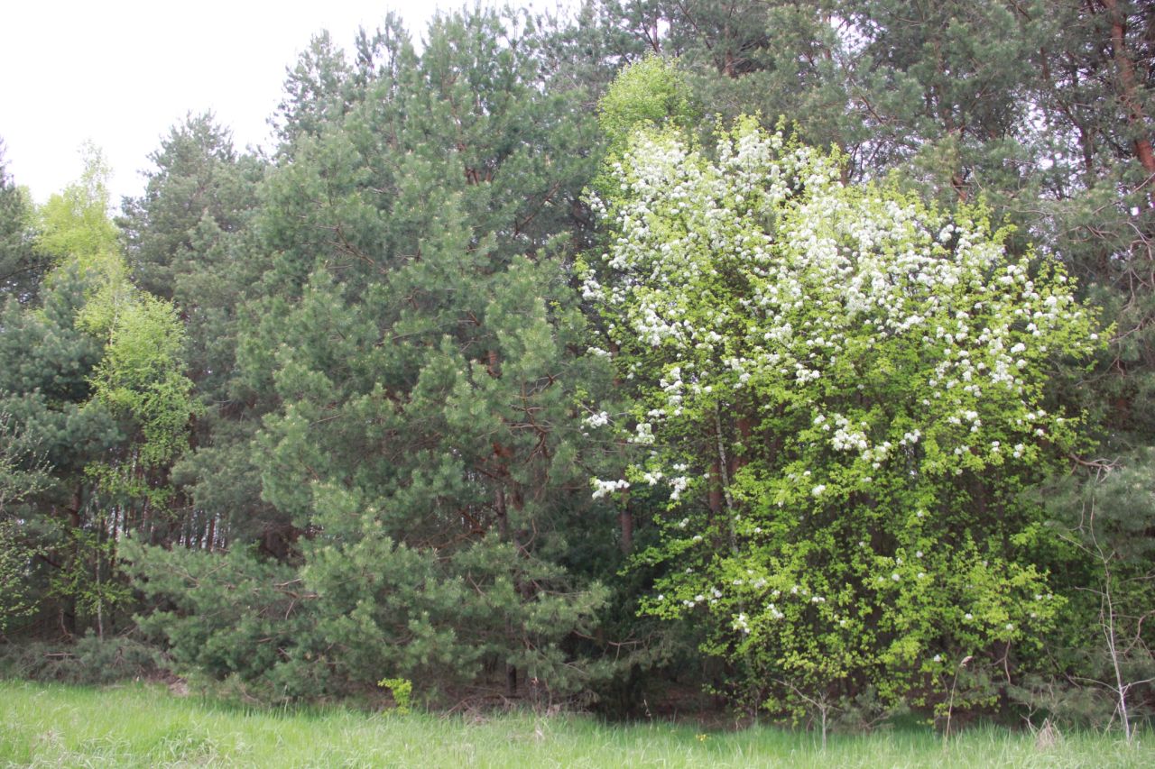 Działka budowlana Przybyszowy. Zdjęcie 7