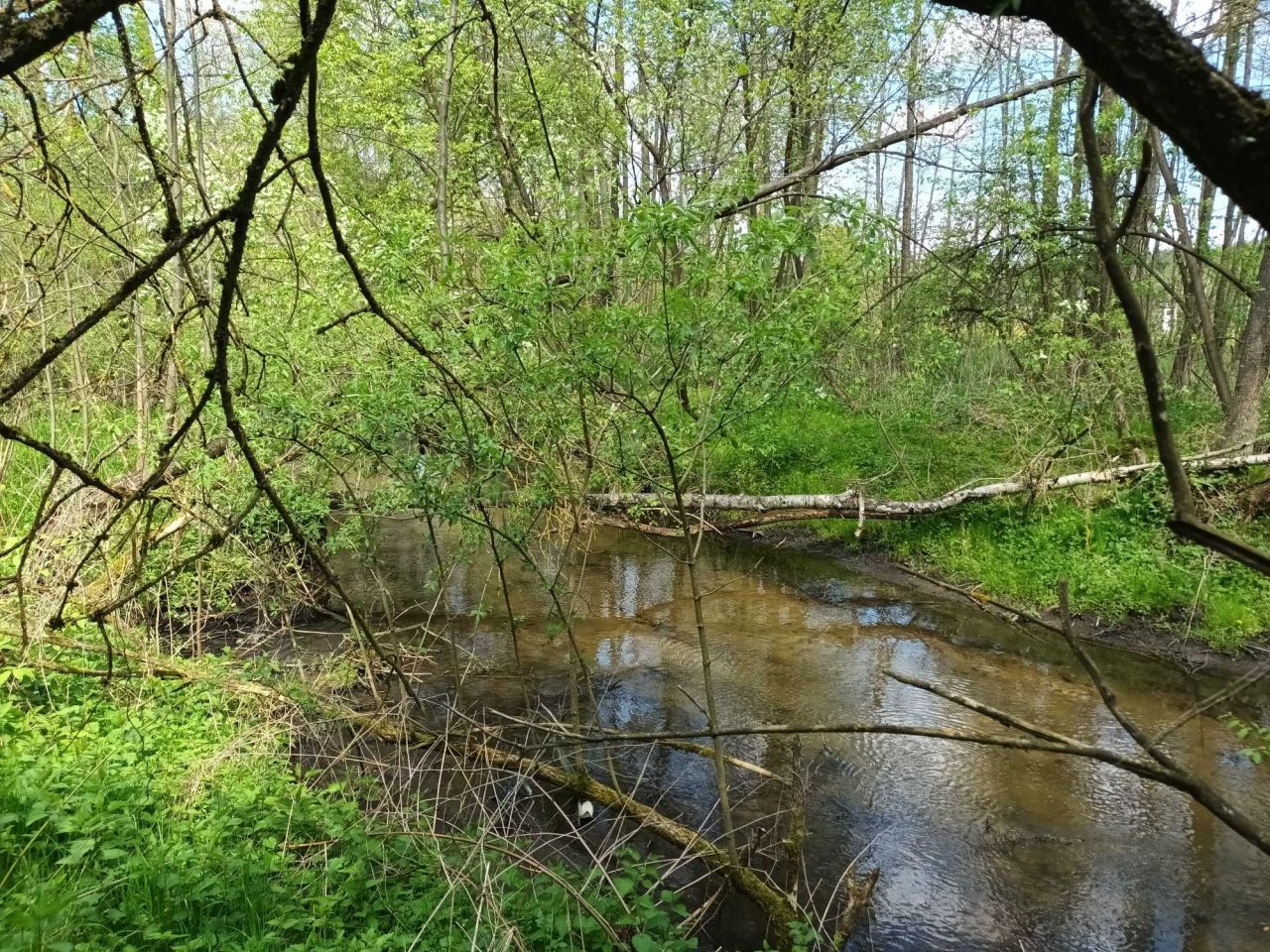 Działka siedliskowa Teodorówka. Zdjęcie 7