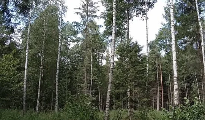 Działka leśna Straż