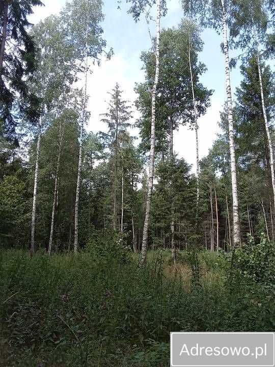 Działka leśna Straż. Zdjęcie 1