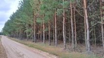 Działka leśna Łopacin