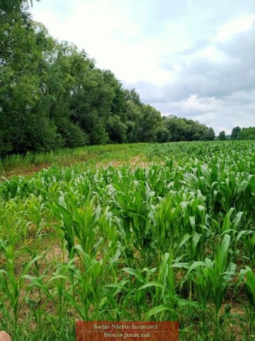 Działka rolna Dębina. Zdjęcie 5