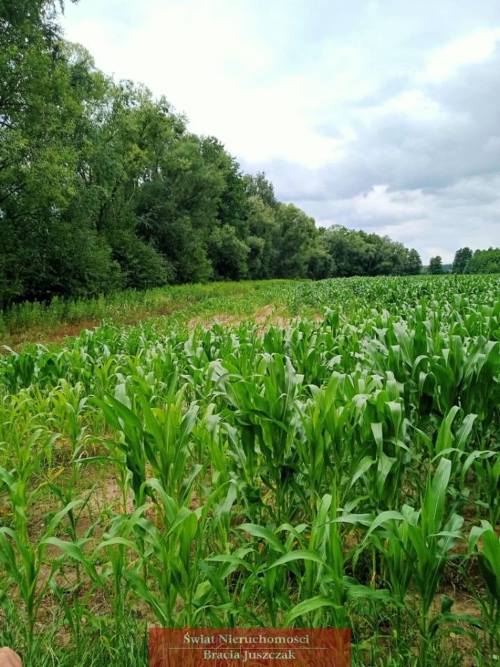 Działka rolna Dębina. Zdjęcie 5