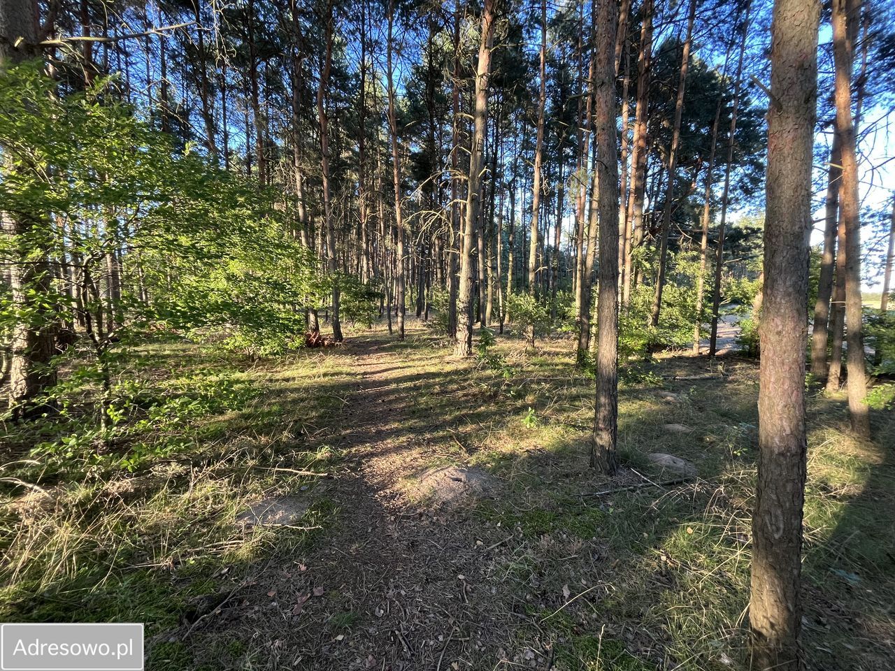 Działka rolno-budowlana Cekcyn Cekcynek. Zdjęcie 2