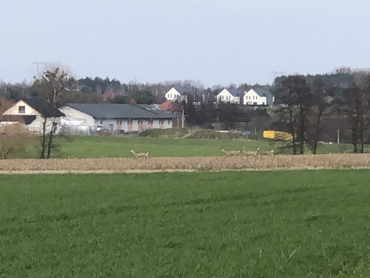 Działka budowlana Niepruszewo. Zdjęcie 1