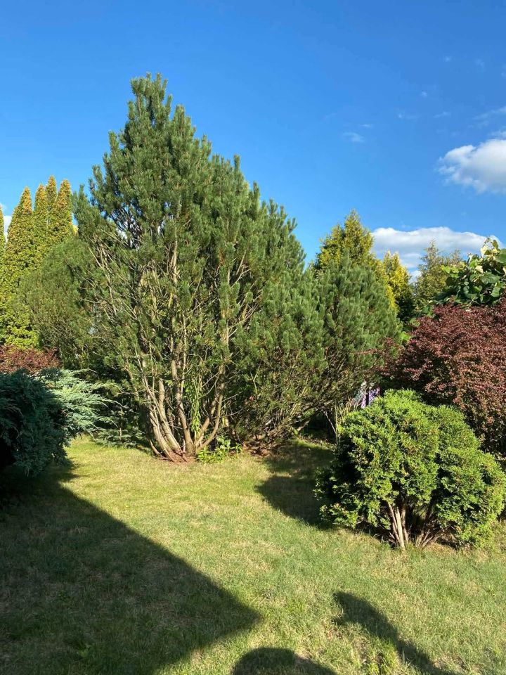 Działka rod Szczaki. Zdjęcie 6