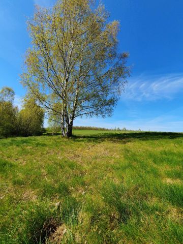 Działka rolna Radomice. Zdjęcie 1