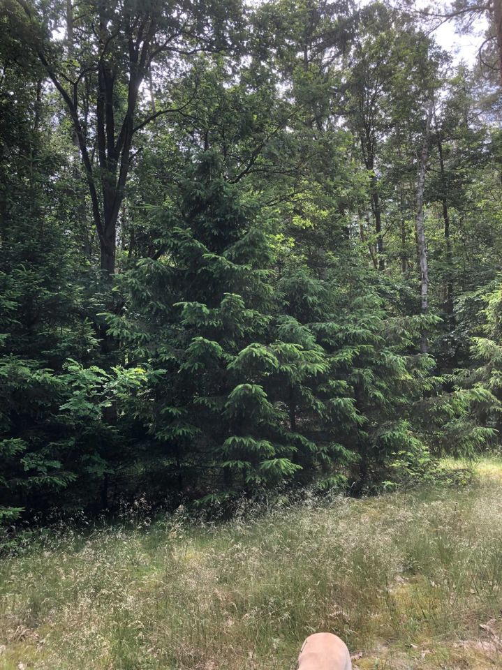 Działka rolno-budowlana Brzózki. Zdjęcie 3