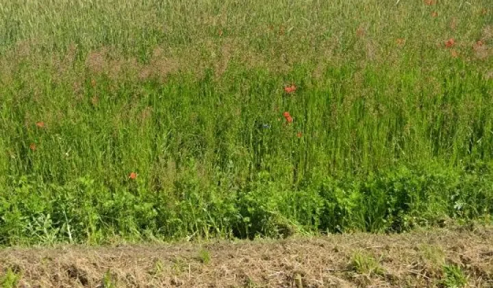 Działka budowlana Bramka